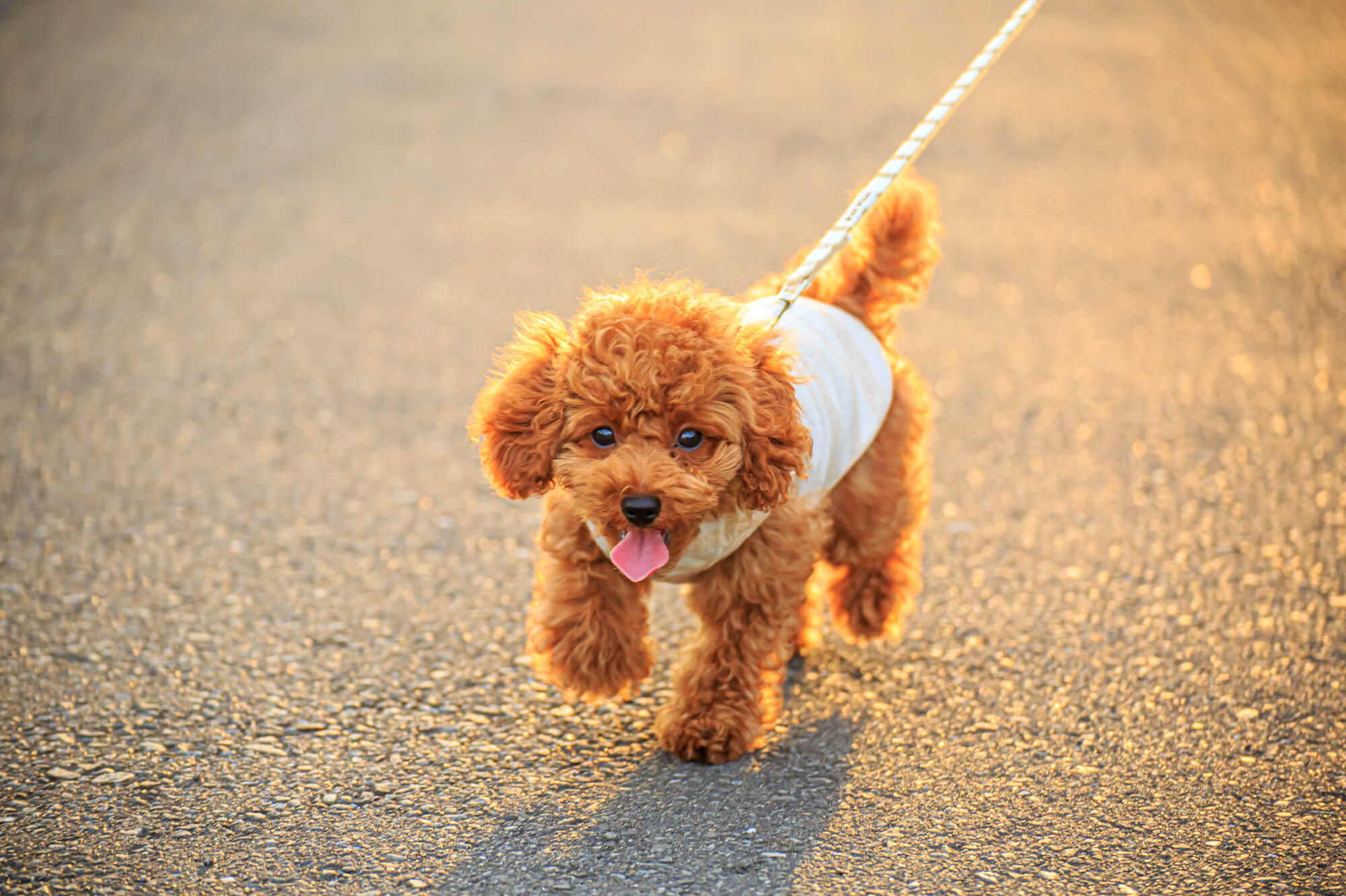 おしゃれな犬用リードで散歩時間をもっと楽しくしましょう！
